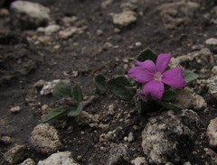 Stenandrium verticillatum