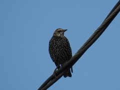 Sturnus vulgaris