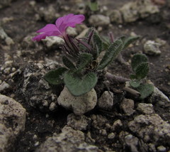 Stenandrium verticillatum