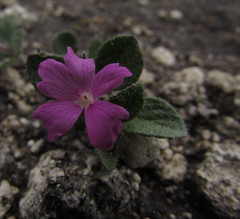 Stenandrium verticillatum