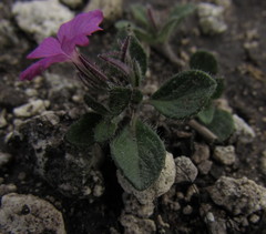 Stenandrium verticillatum