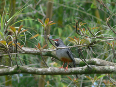 Turdus plumbeus