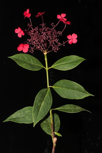 Hydrangea peruviana, photograph 4