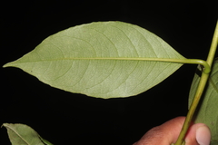 Hydrangea peruviana, photograph (c) Paúl Gonzáles, some rights reserved (CC BY)