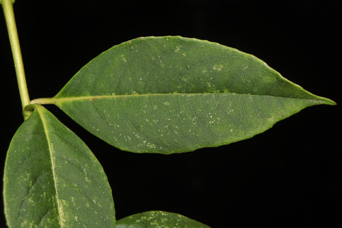 Hydrangea peruviana, photograph 5