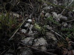 Polygala dolichocarpa