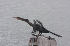Anhinga anhinga
