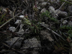 Polygala dolichocarpa