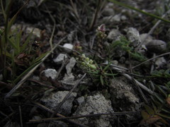 Polygala dolichocarpa
