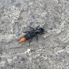 Xanthopygus xanthopygus