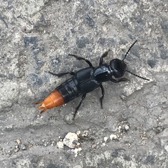 Xanthopygus xanthopygus