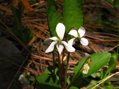 Viola primulifolia