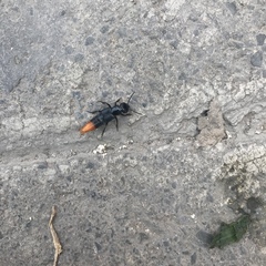 Xanthopygus xanthopygus