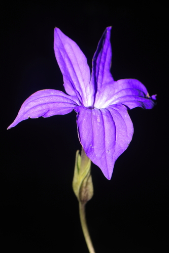 Browallia mirabilis