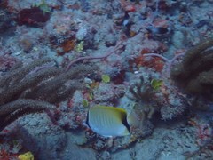 Chaetodon sedentarius