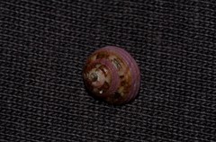 Cantharidella picturata