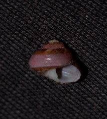 Cantharidella picturata