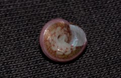 Cantharidella picturata