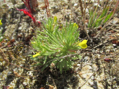 Ground-pine (Ajuga chamaepitys)