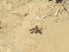 Poecilanthrax litoralis