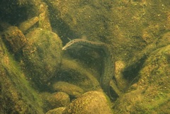 Mastacembelus armatus