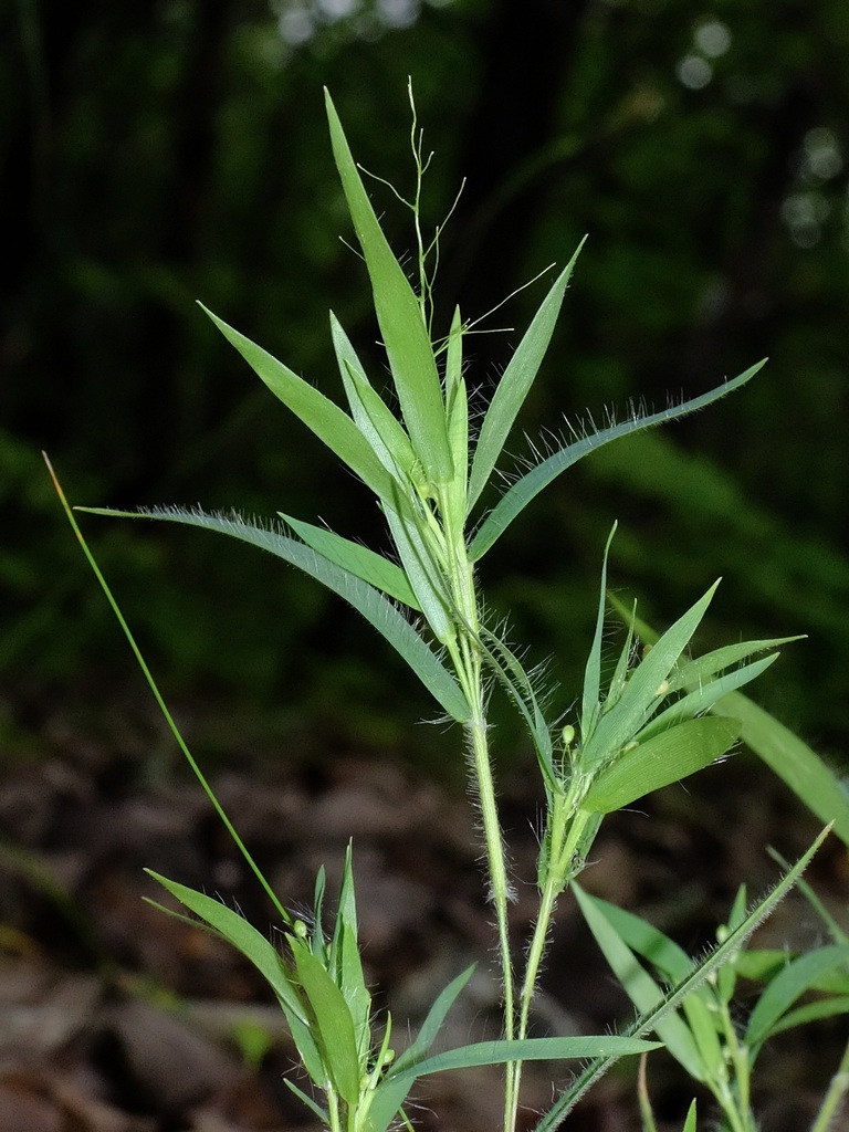 old field panic grass