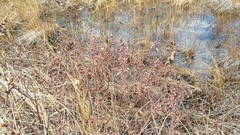 Myrica gale tomentosa