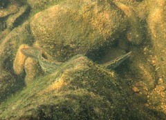 Mastacembelus armatus