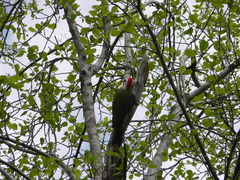 Xiphidiopicus percussus