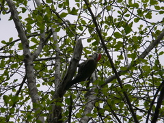 Xiphidiopicus percussus