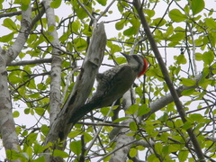 Xiphidiopicus percussus