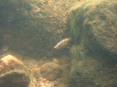 Mastacembelus armatus