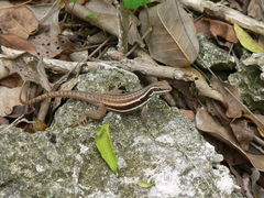 Leiocephalus cubensis