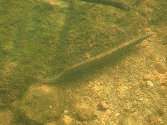 Mastacembelus armatus