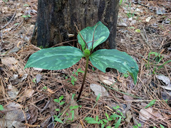 Trillium ludovicianum
