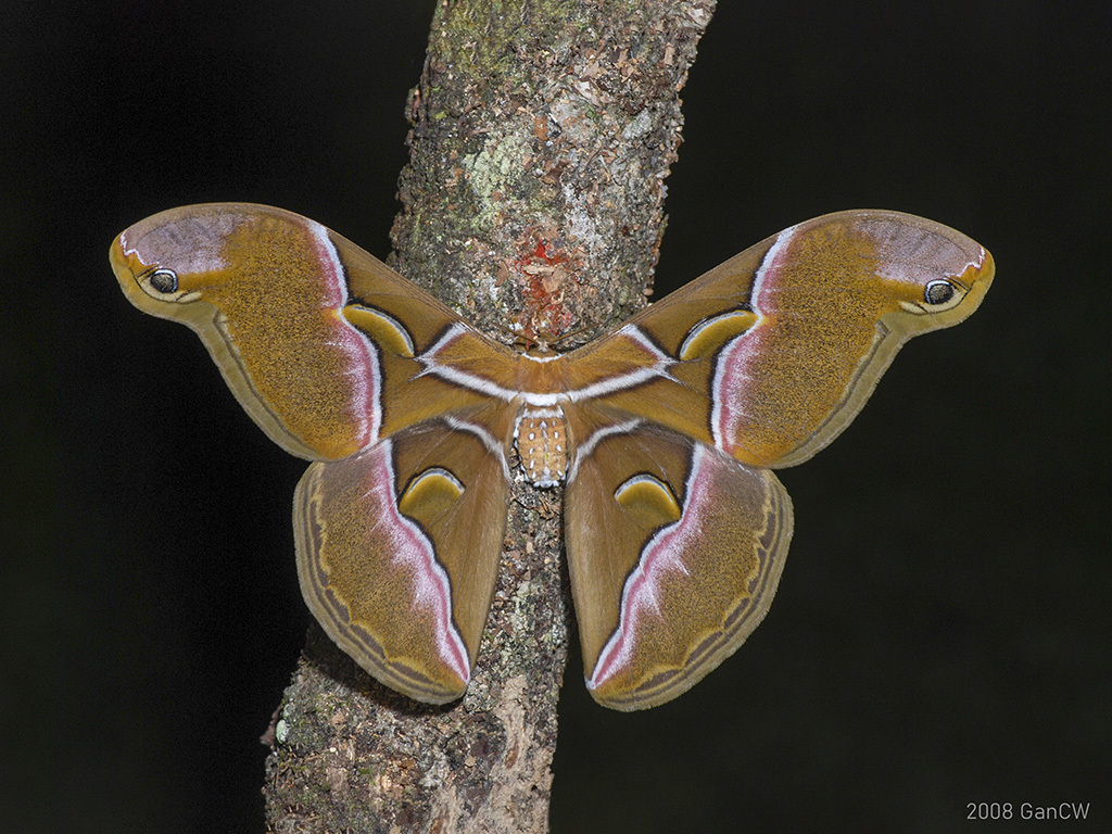 Kohll's Atlas Moth