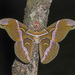 Kohll's Atlas Moth - Photo (c) CheongWeei Gan, some rights reserved (CC BY-NC), uploaded by CheongWeei Gan