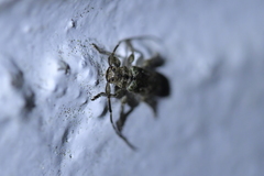 Hybolasius viridescens