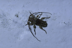 Hybolasius viridescens