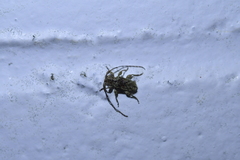 Hybolasius viridescens