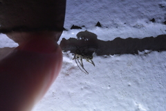 Hybolasius viridescens