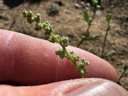 Chenopodium atrovirens