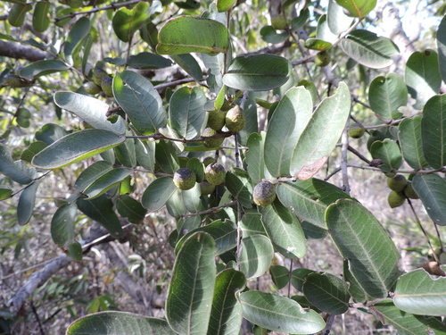 Callisthene major (Callisthene major)