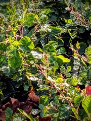 Sympetrum