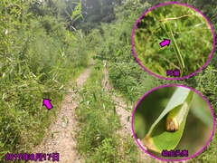 Polytremis pellucida