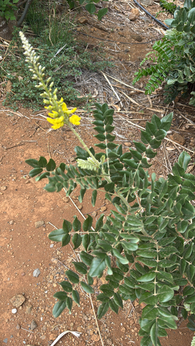 Laburnum, 2025-07-19