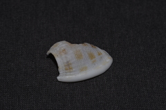 Phalium areola
