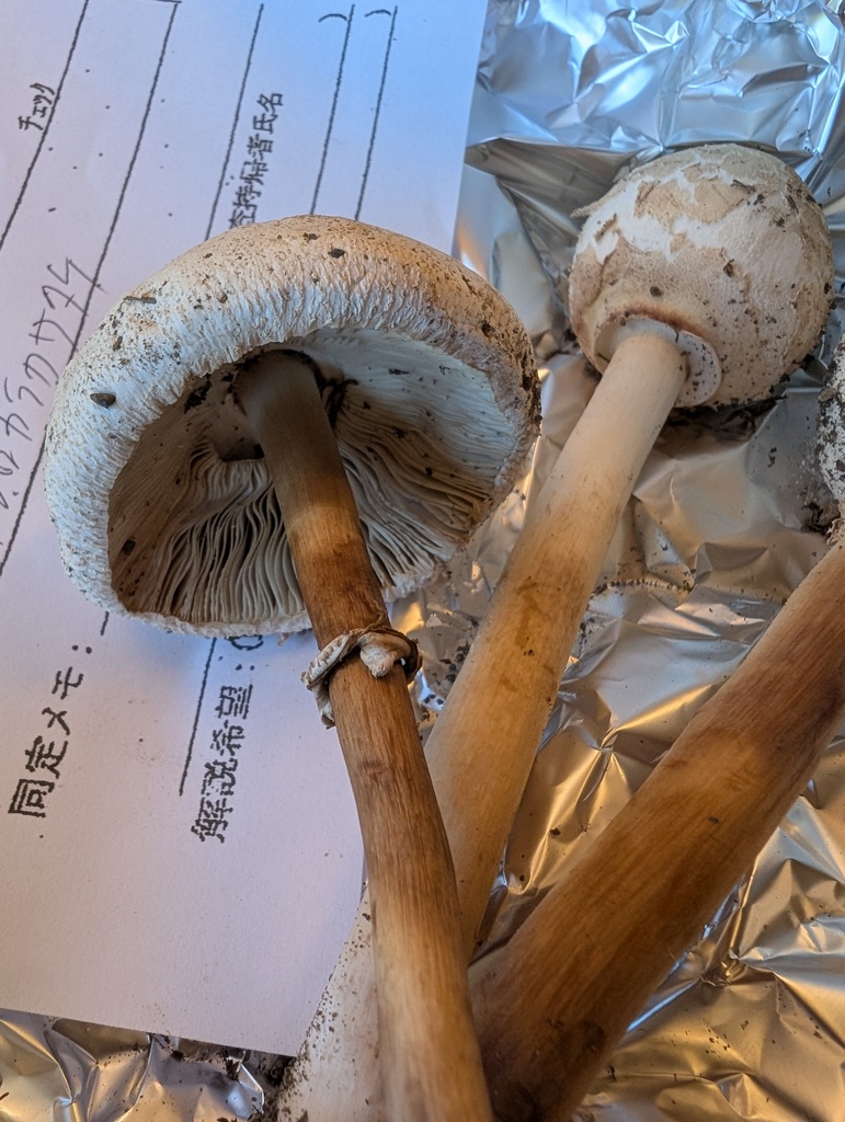 Chlorophyllum molybdites · July 2025 · photo: © atsushi_nakajima_cirque (iNaturalist, cc-by)