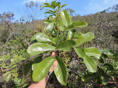 Calathea (Euplassa)