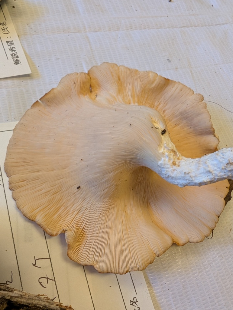 Panus conchatus